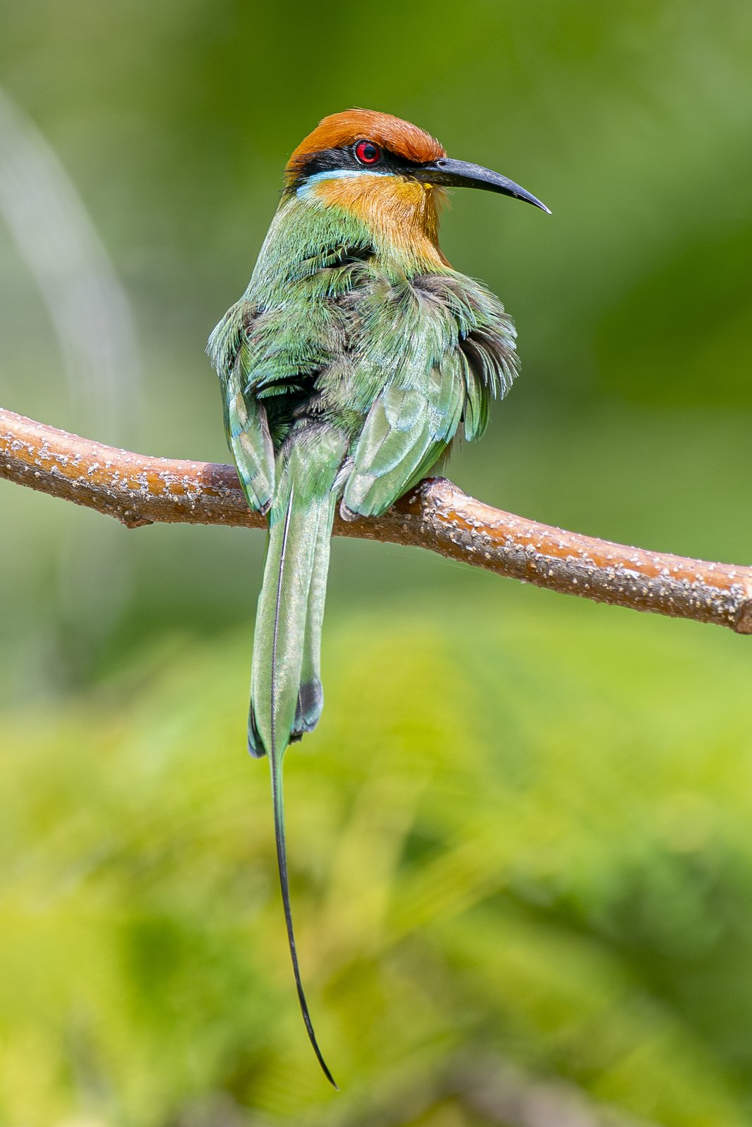 Böhm's Bee-Eater (Merops boehmi)