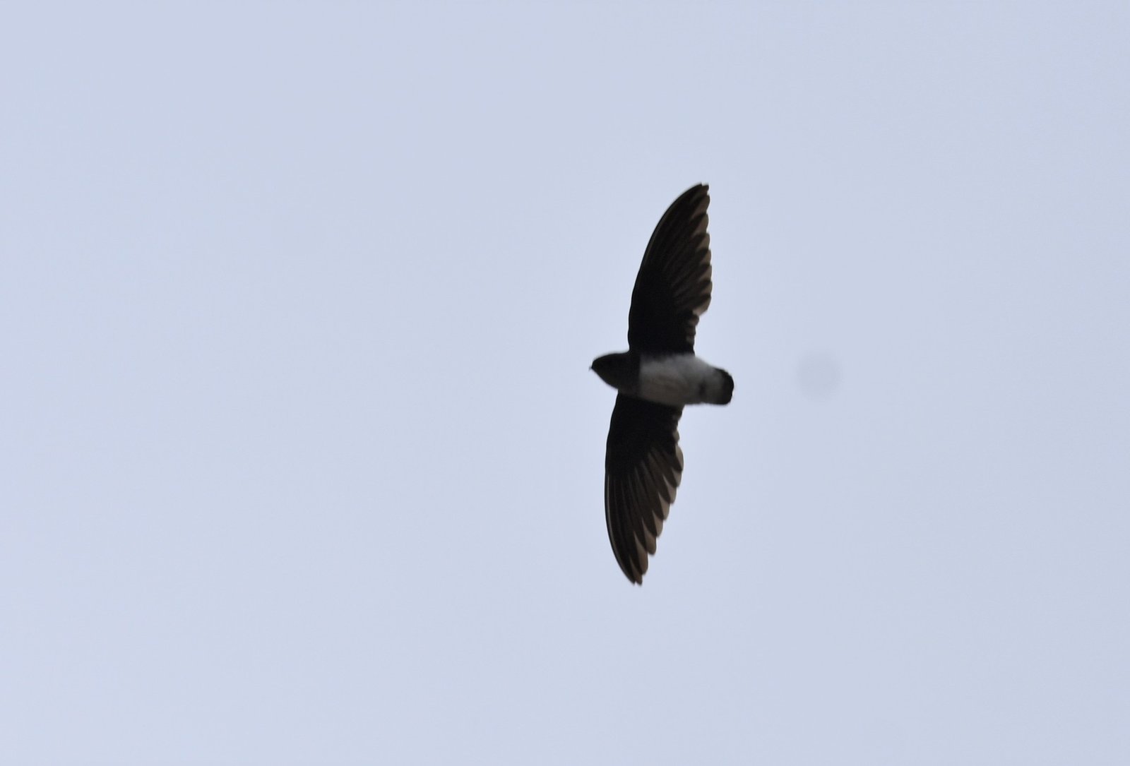 Böhm's Spinetail (Neafrapus boehmi)