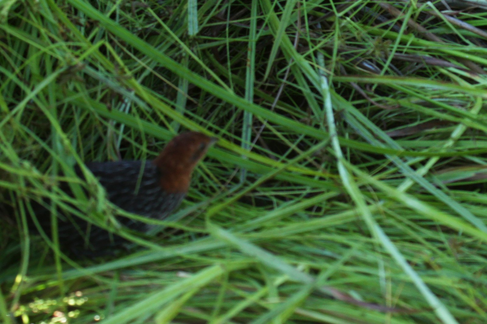 Streaky-Breasted Flufftail (Sarothrura boehmi)