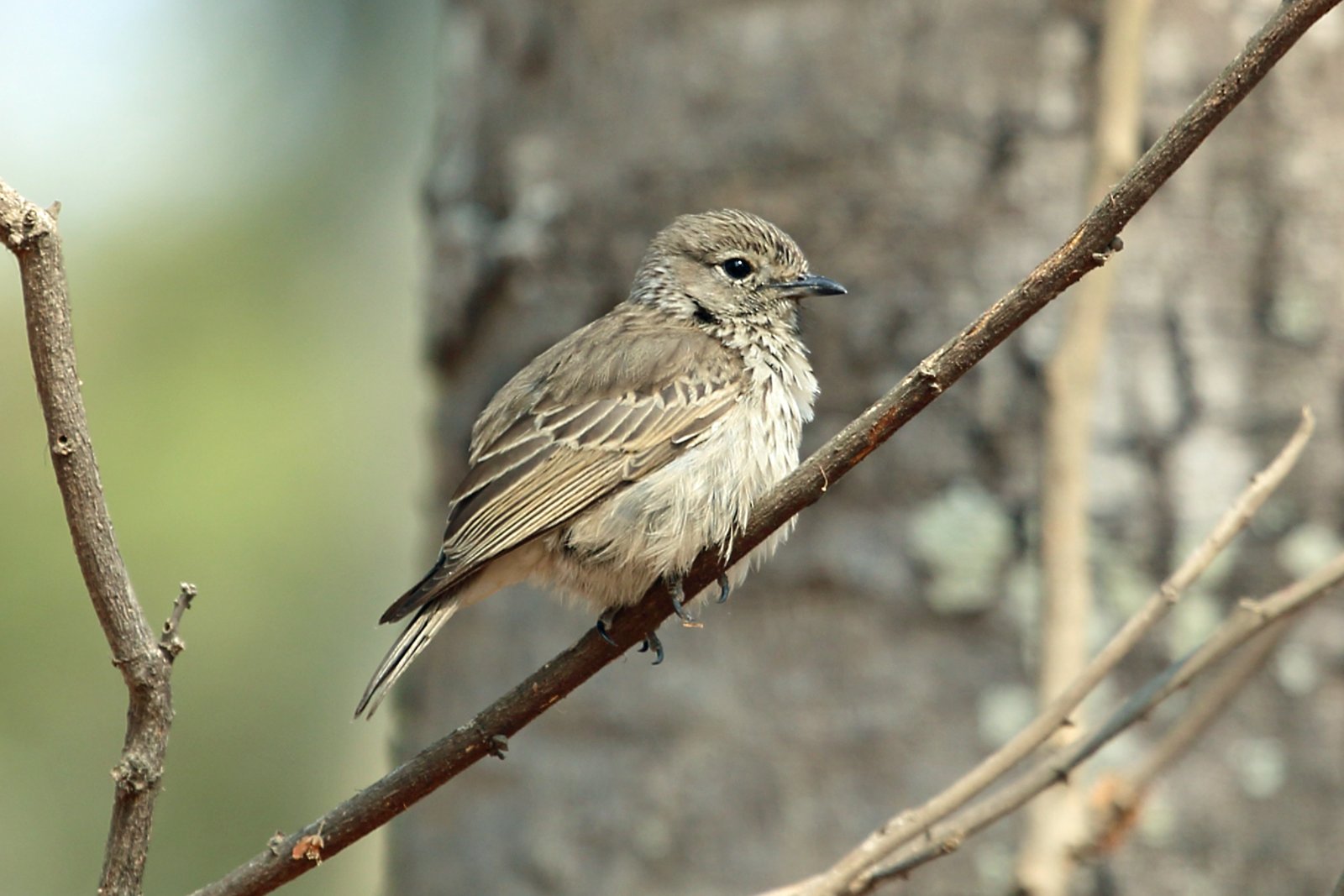 Böhm's Flycatcher (Myopornis boehmi)