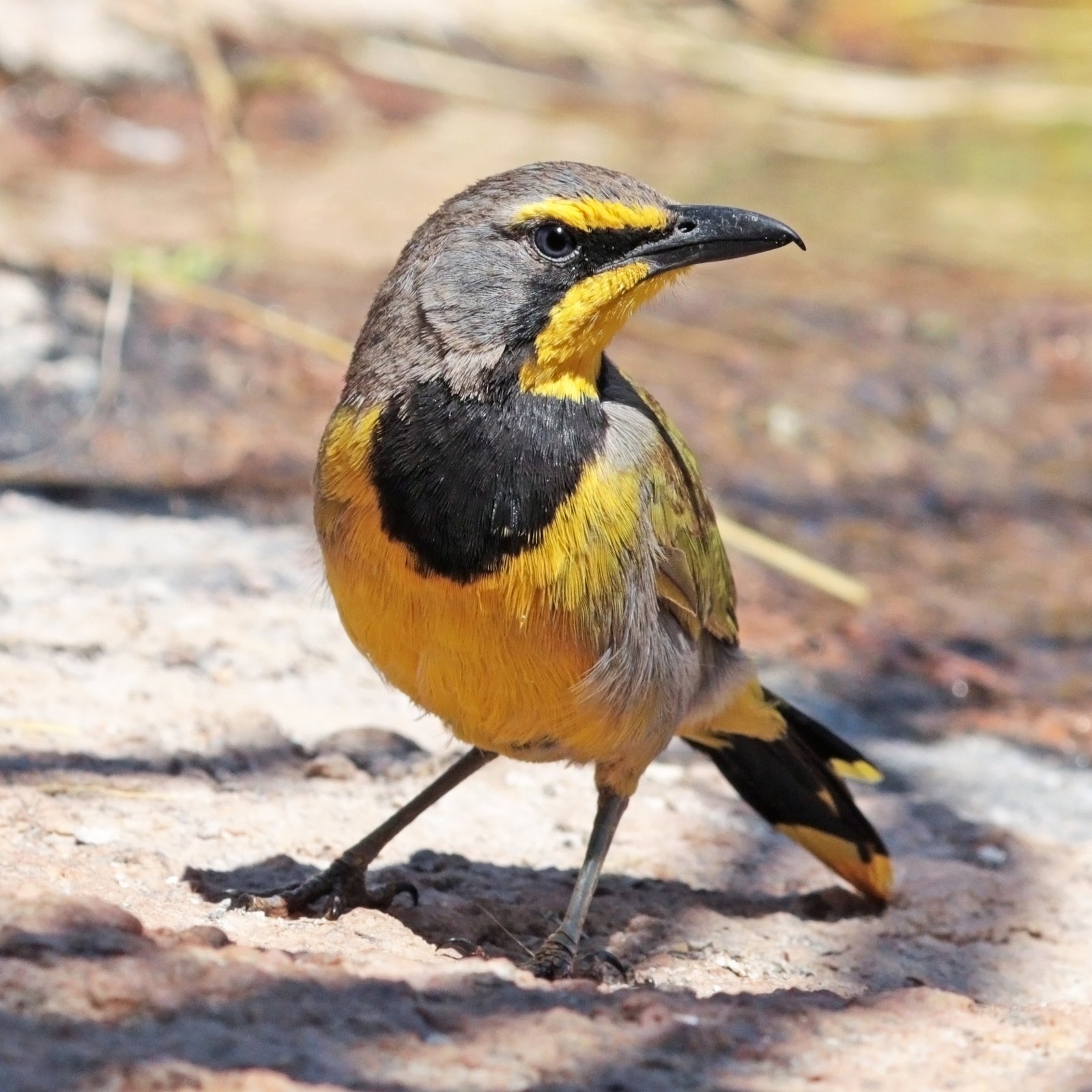 Bokmakierie (Telophorus zeylonus)