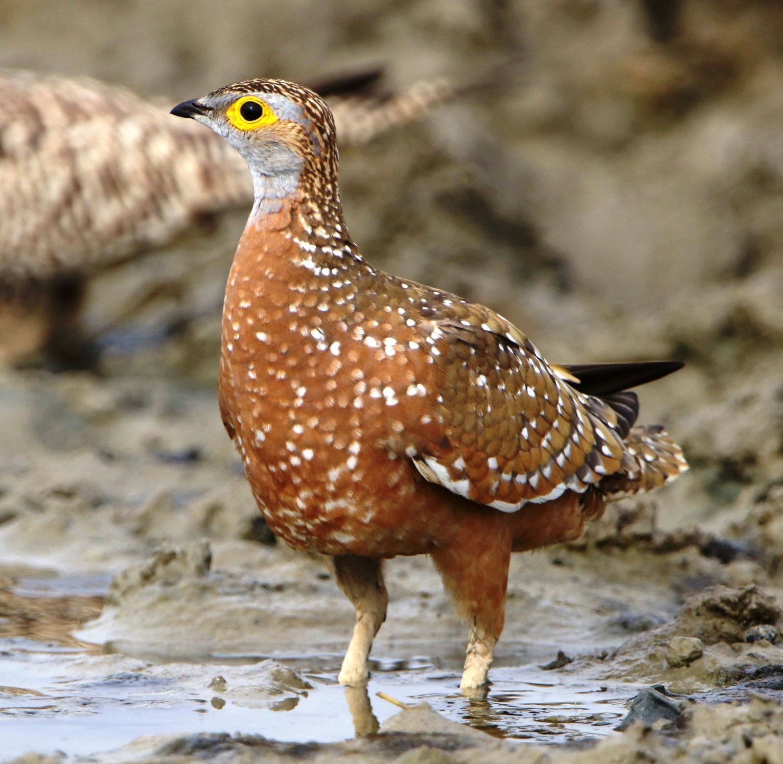 Burchell's Sandgrouse (Pterocles burchelli)