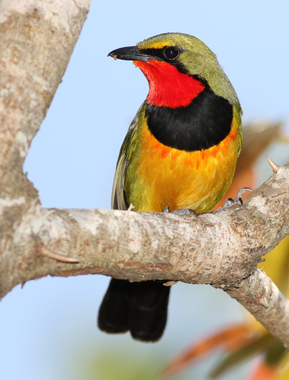 Gorgeous Bushshrike (Telophorus viridis)