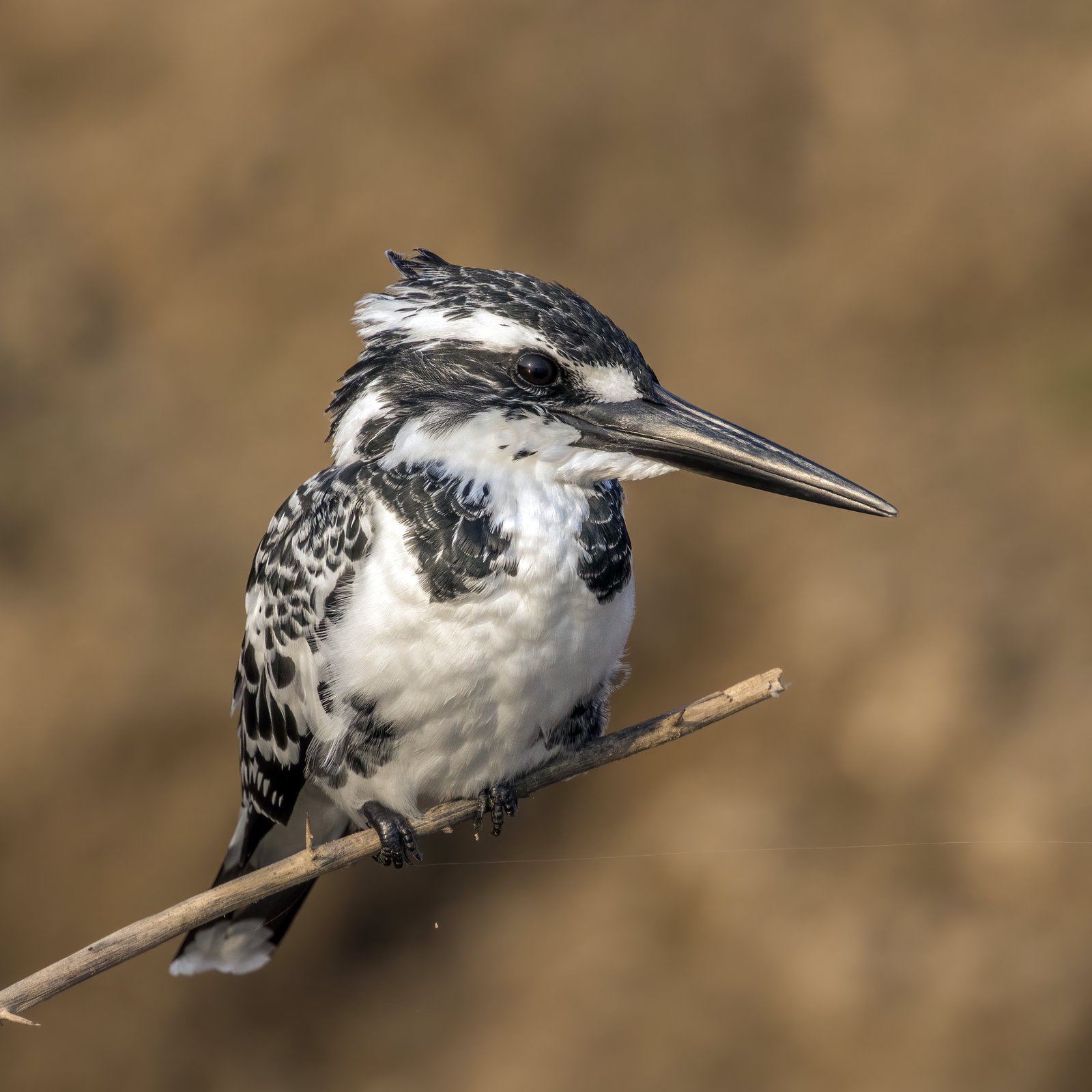Pied Kingfisher (Ceryle rudis)
