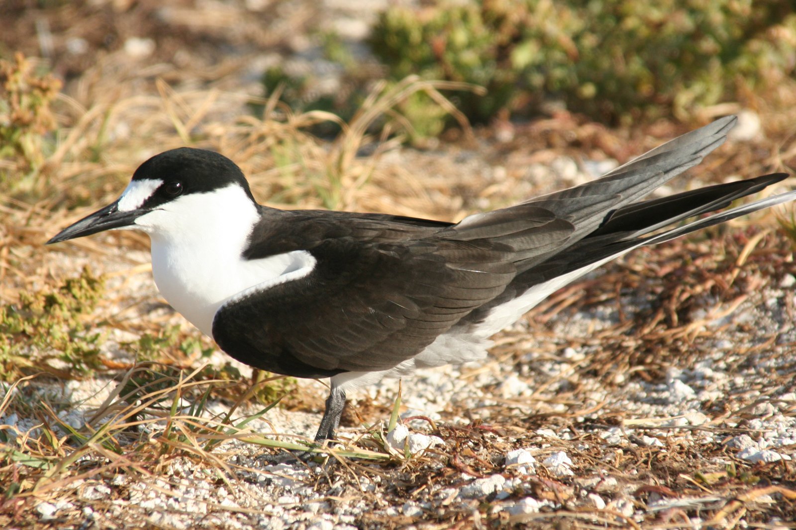 Sooty Tern (Onychoprion fuscatus)