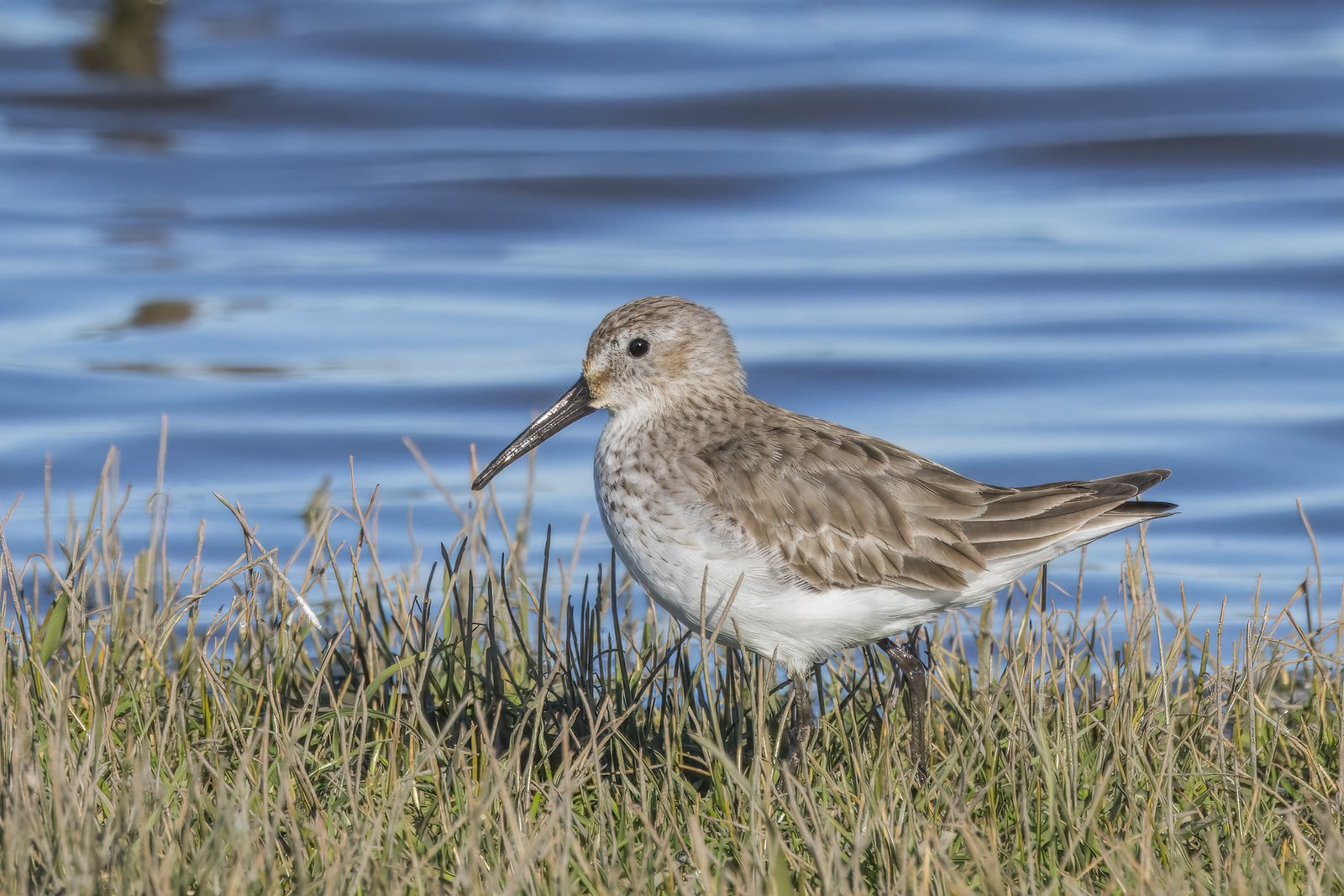 Dunlin (Calidris alpina)