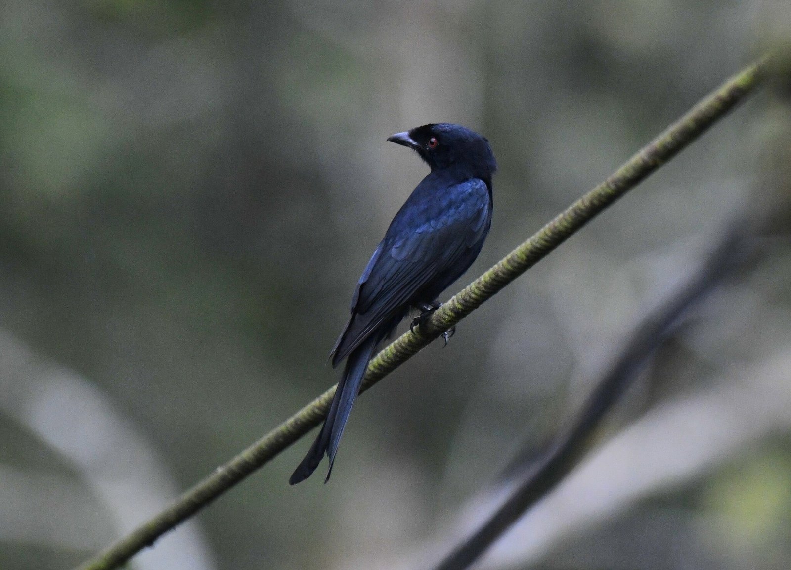 Velvet-Mantled Drongo (Dicrurus modestus)