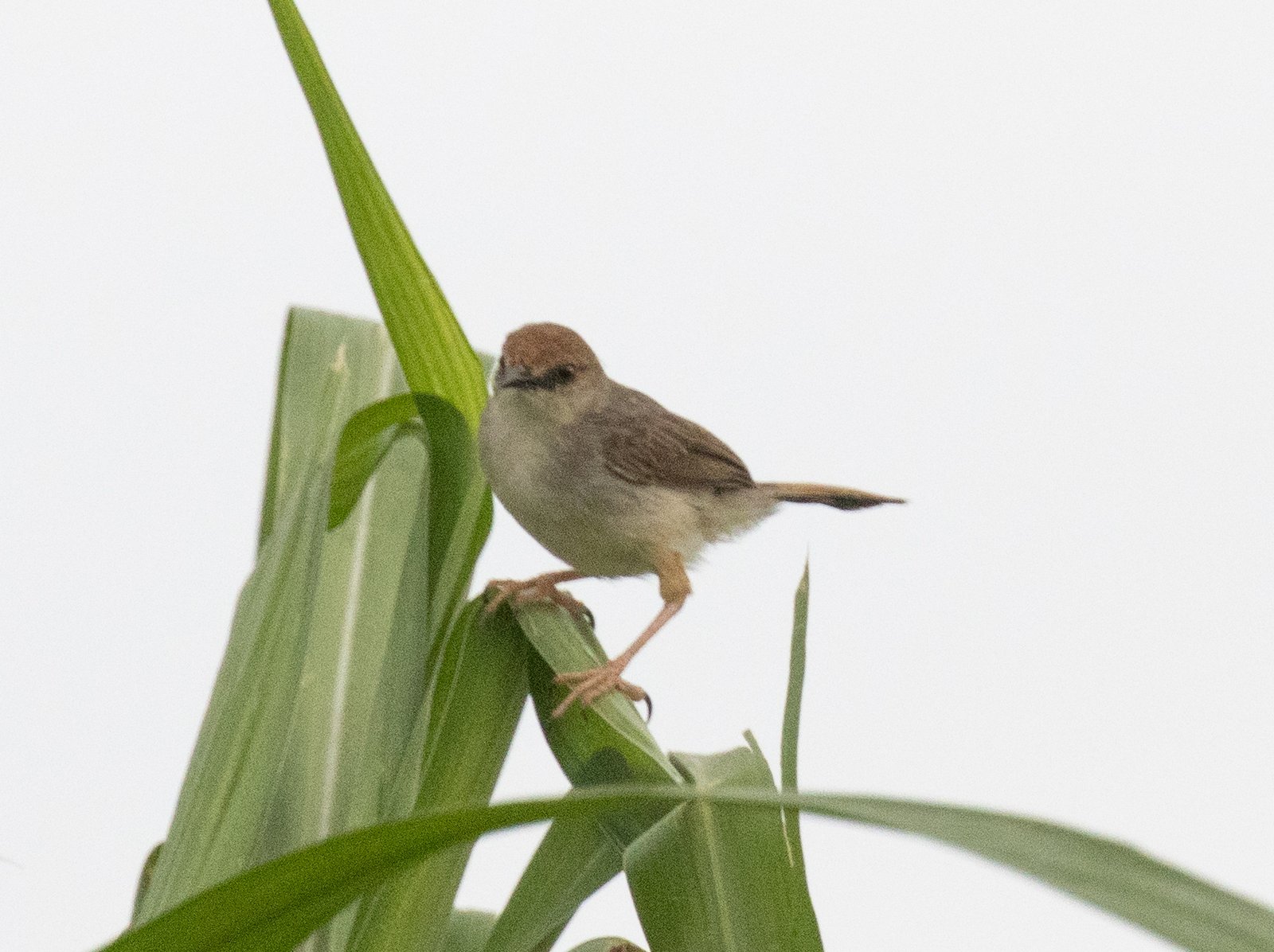 Chattering Cisticola (Cisticola anonymus)