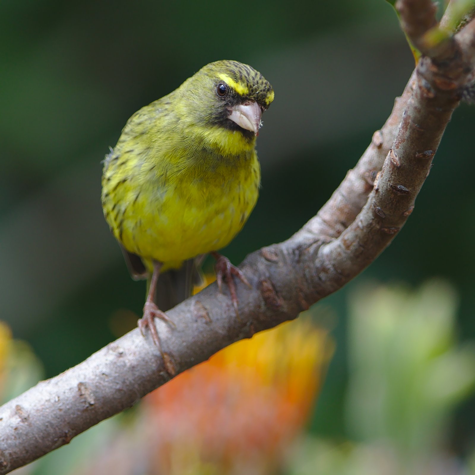 Forest Canary (Crithagra scotops)