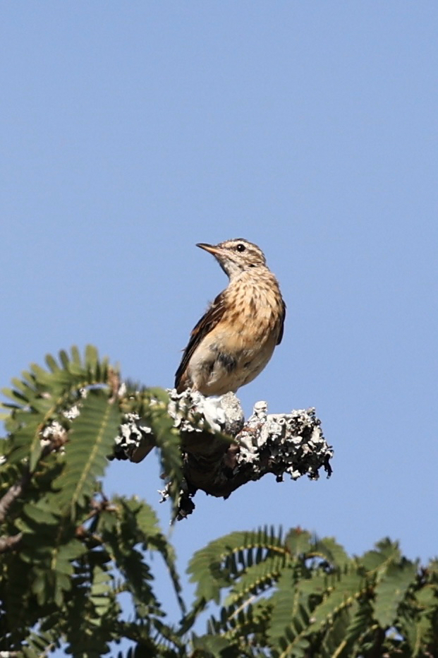 Wood Pipit (Anthus nyassae)