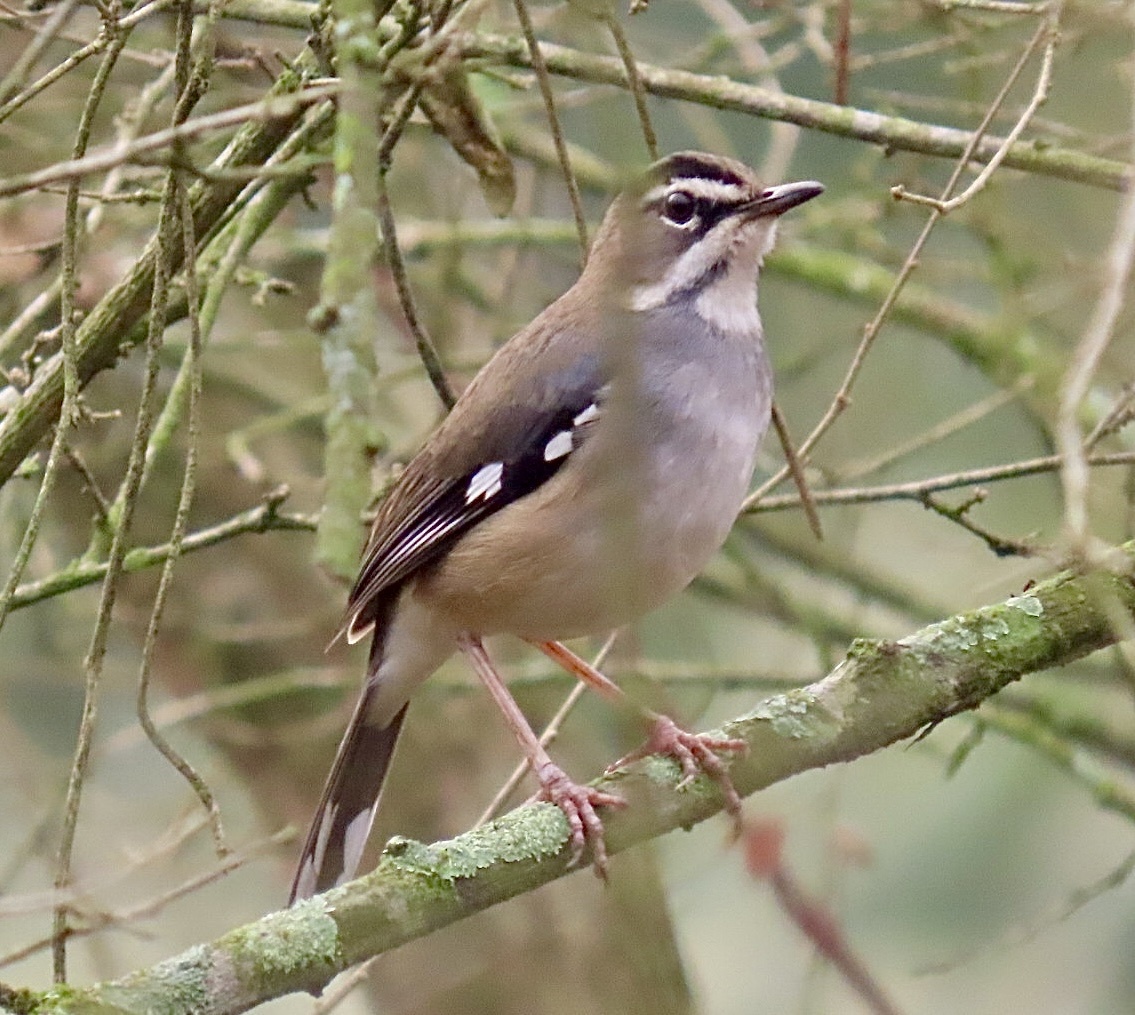 Forest Scrub Robin (Tychaedon leucosticta)