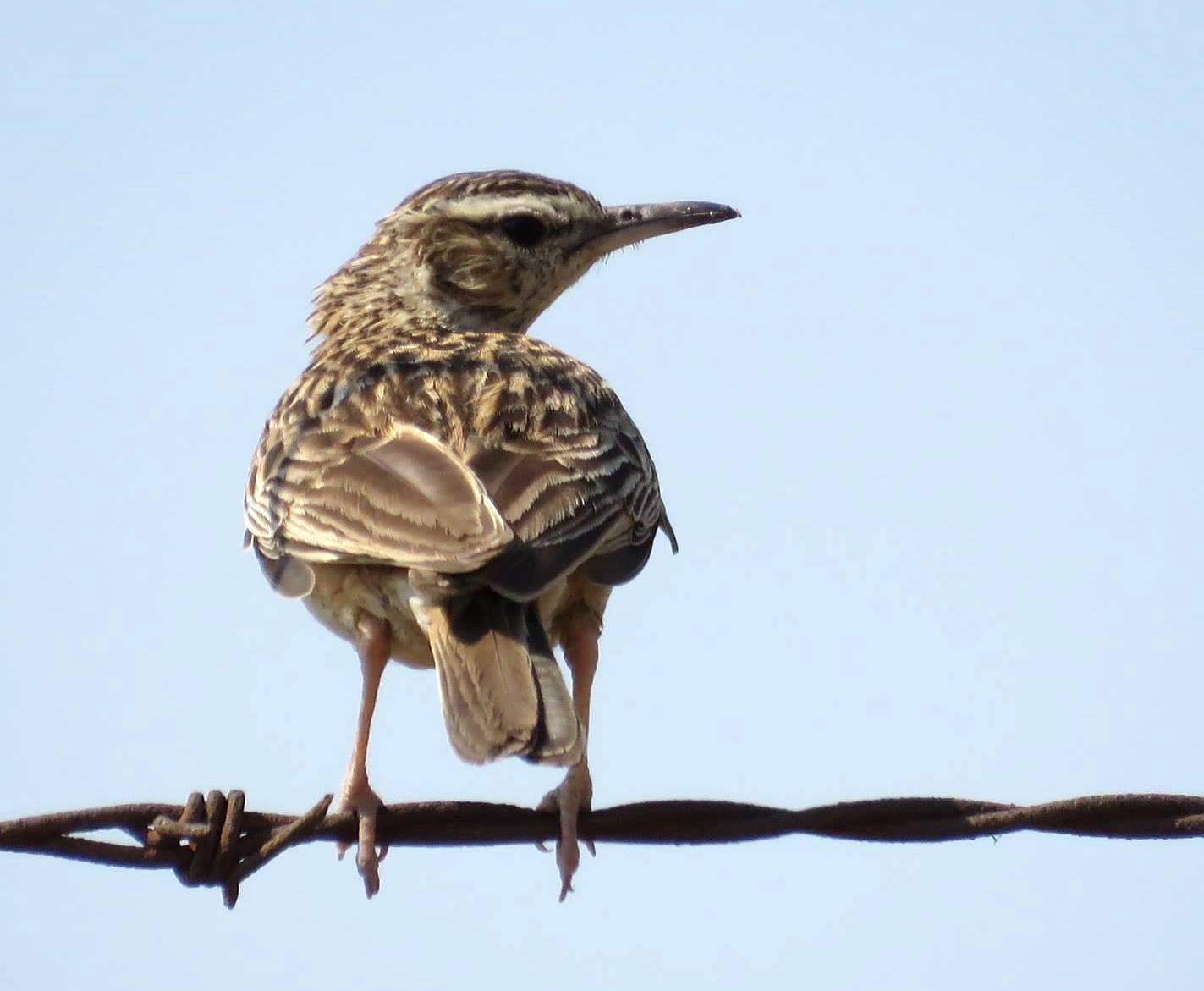 Short-Clawed Lark (Certhilauda chuana)
