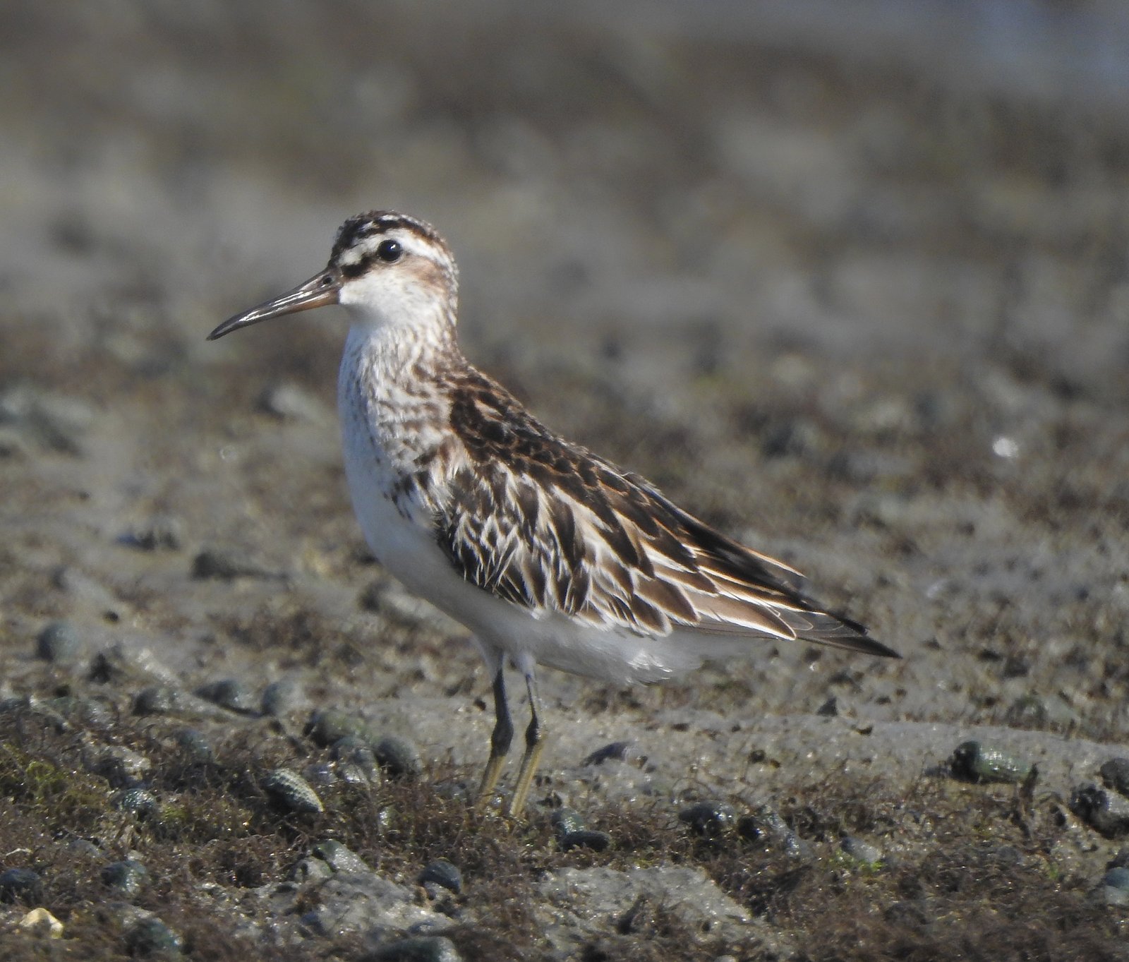 Broad-Billed Sandpiper (Calidris falcinellus)