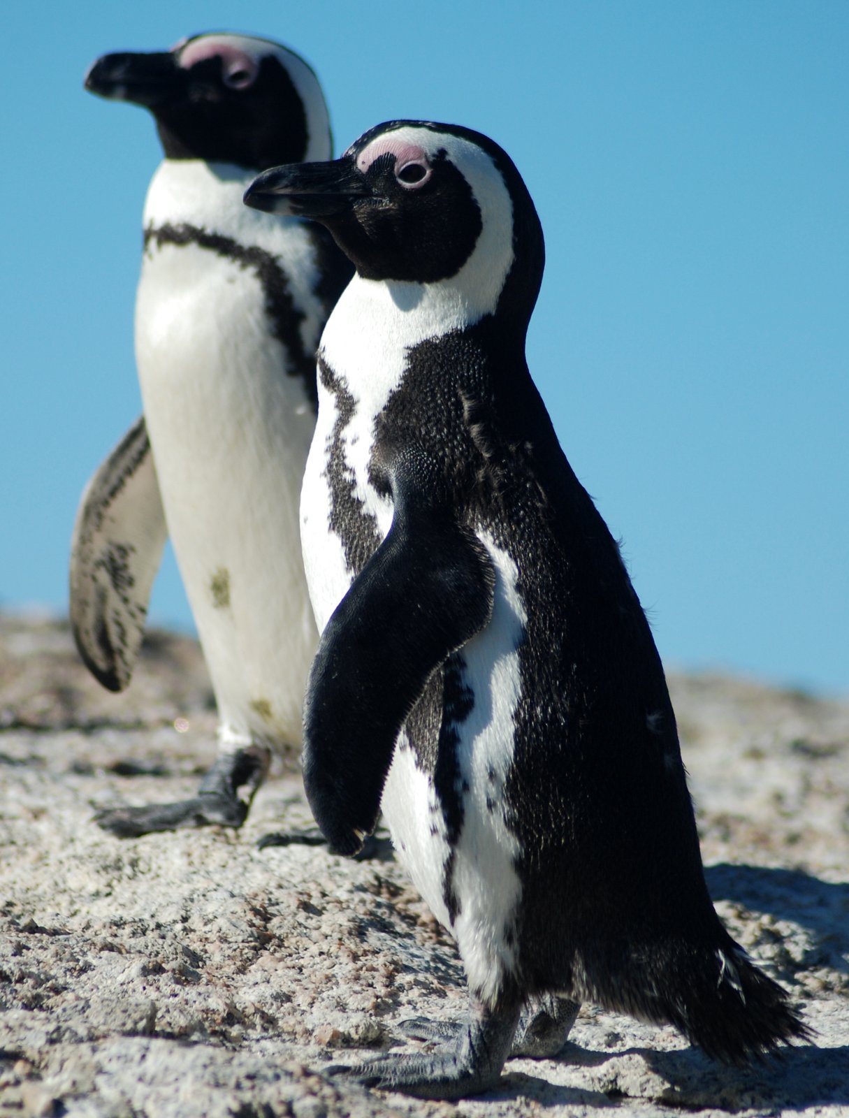 African Penguin (Spheniscus demersus)
