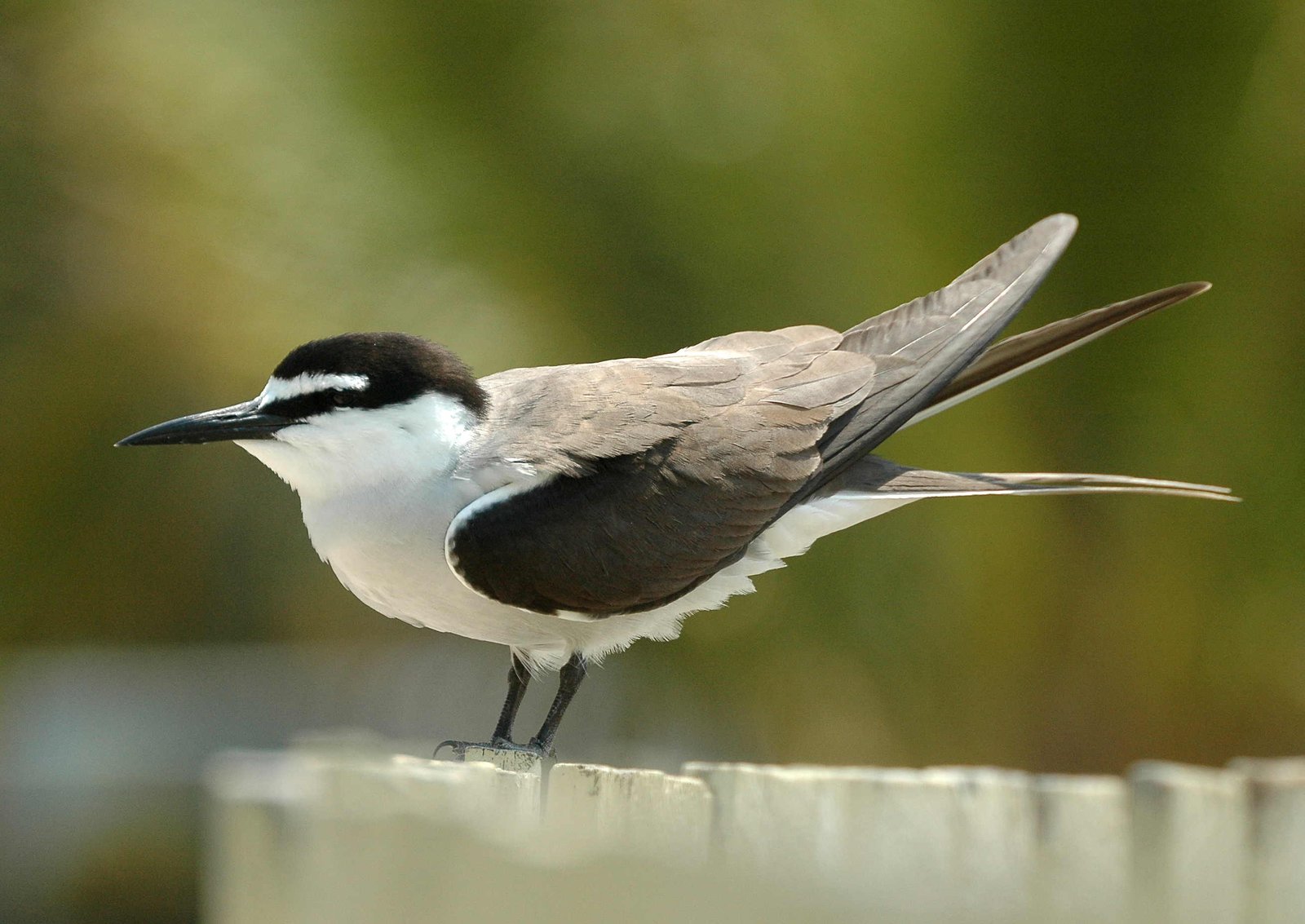 Bridled Tern (Onychoprion anaethetus)