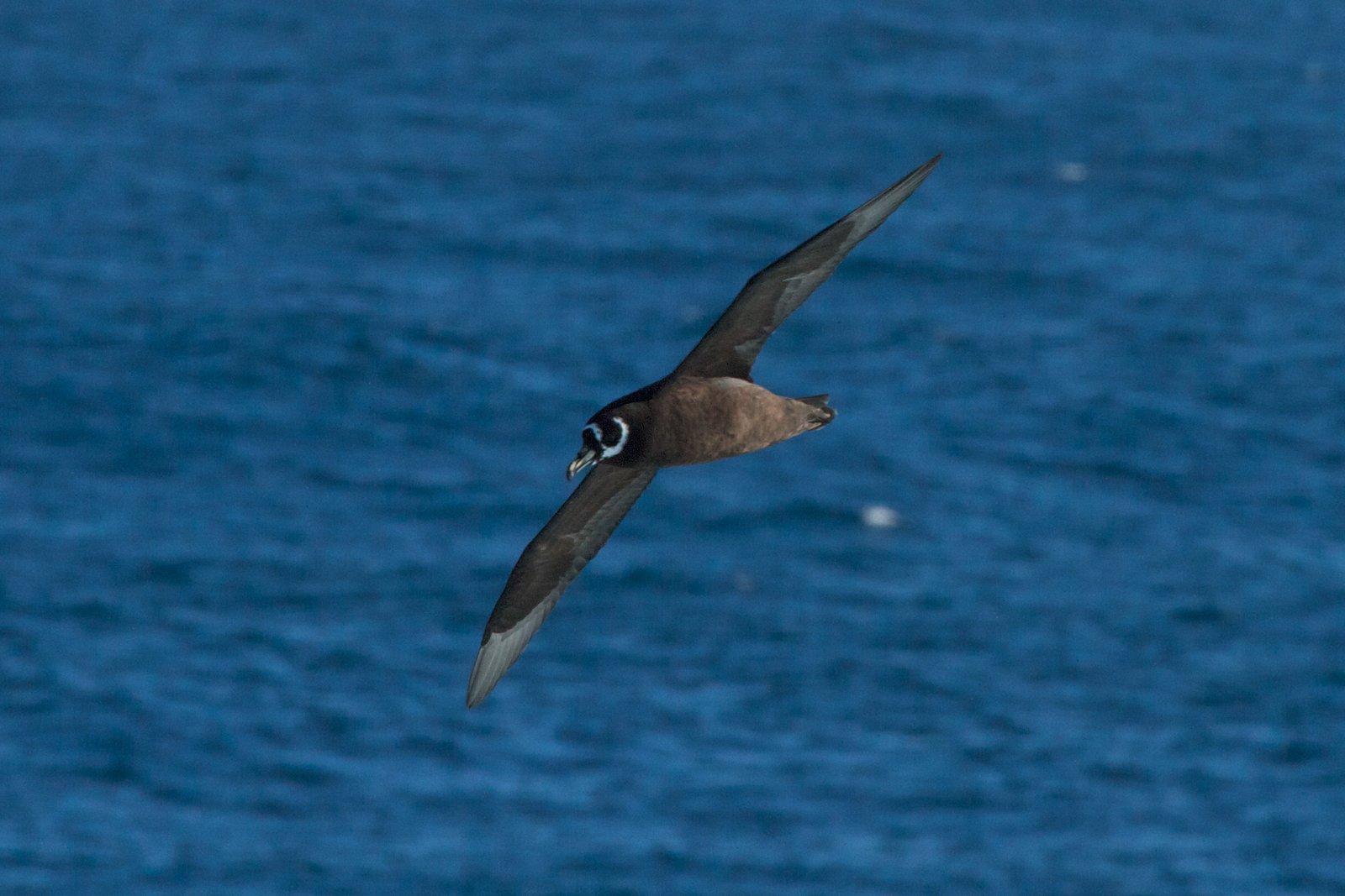 Spectacled Petrel (Procellaria conspicillata)