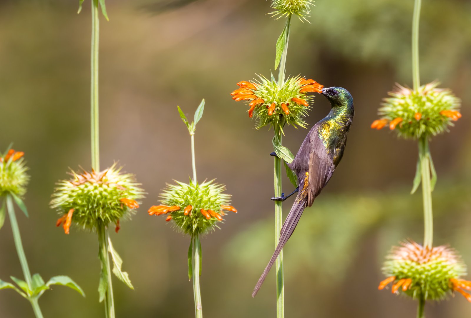 Bronze Sunbird (Nectarinia kilimensis)