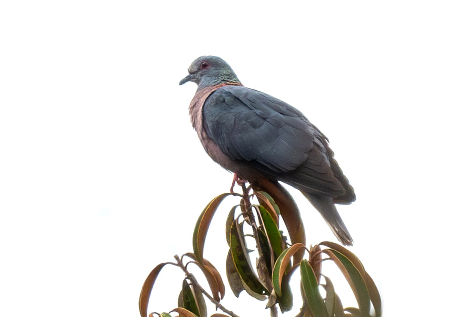 Western Bronze-Naped Pigeon (Columba iriditorques)