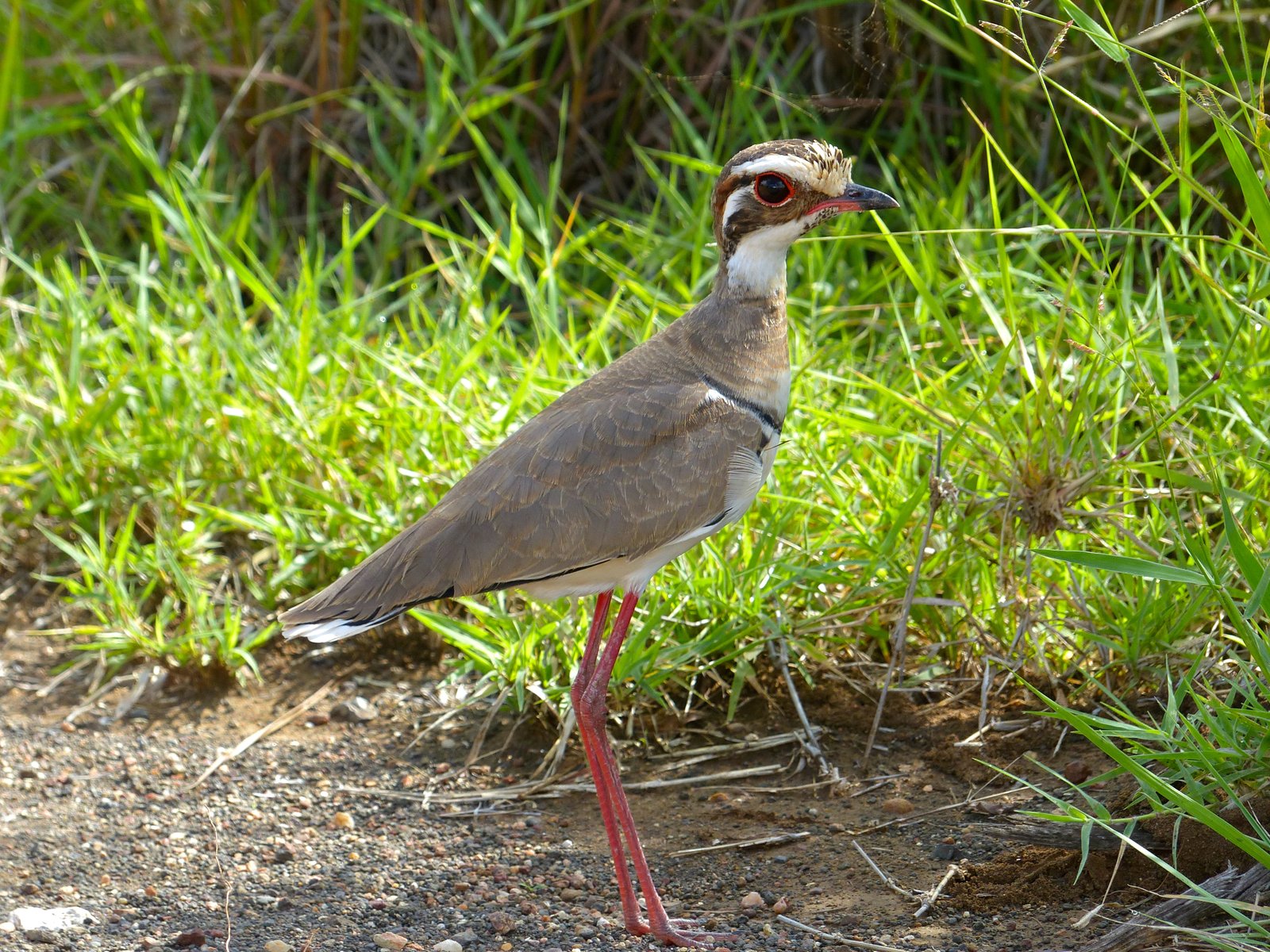 Bronze-Winged Courser (Rhinoptilus chalcopterus)