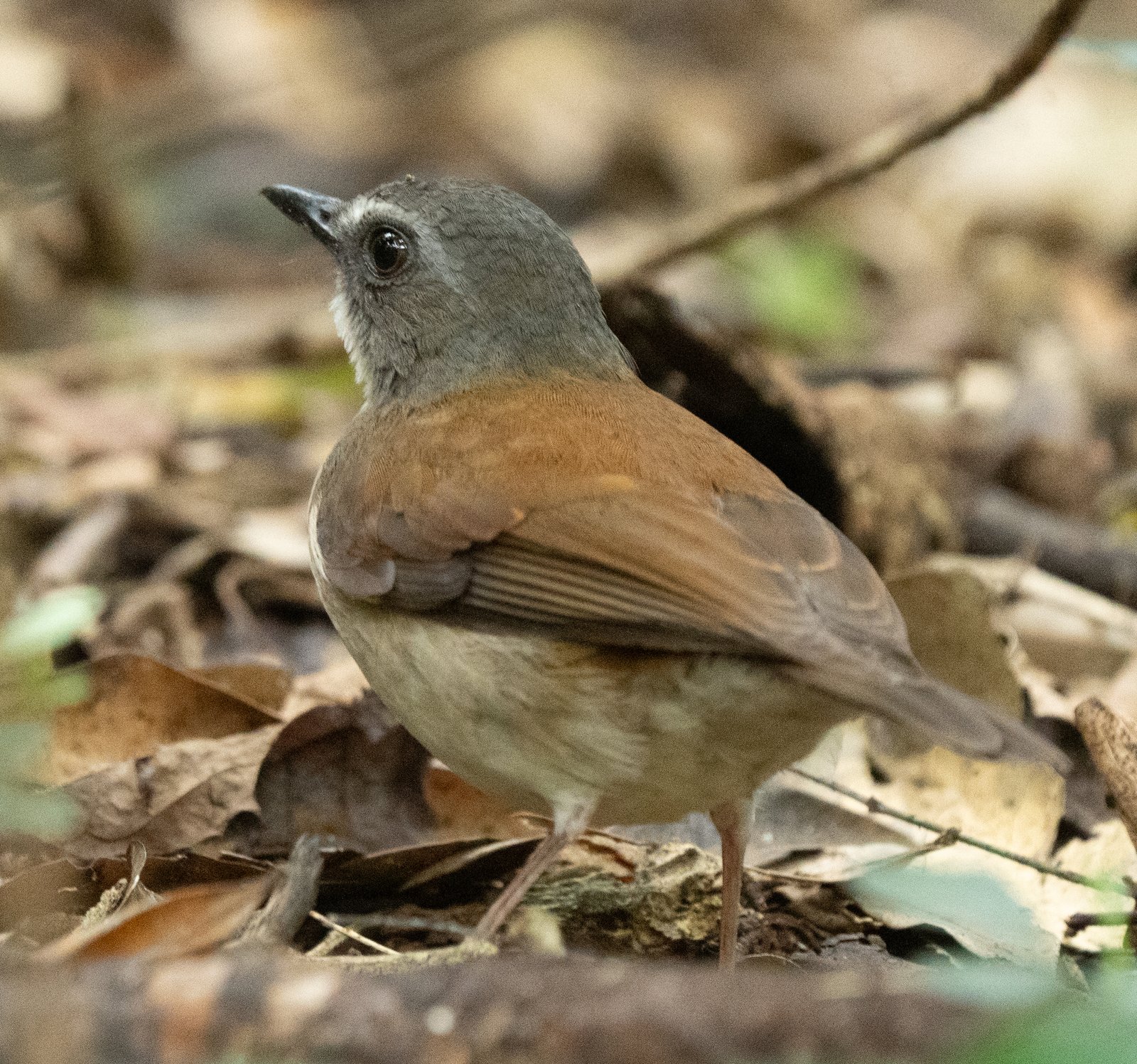 Brown-Chested Alethe (Chamaetylas poliocephala)