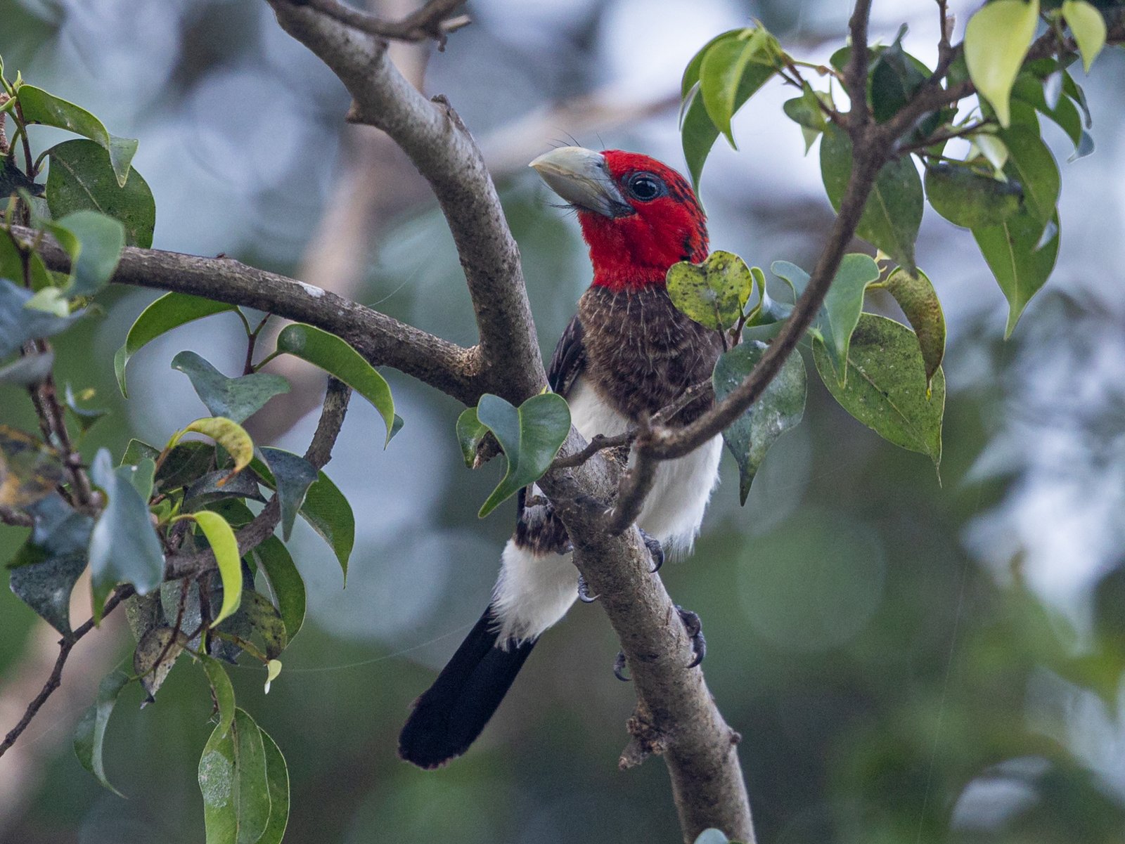 Brown-Breasted Barbet (Pogonornis melanopterus)