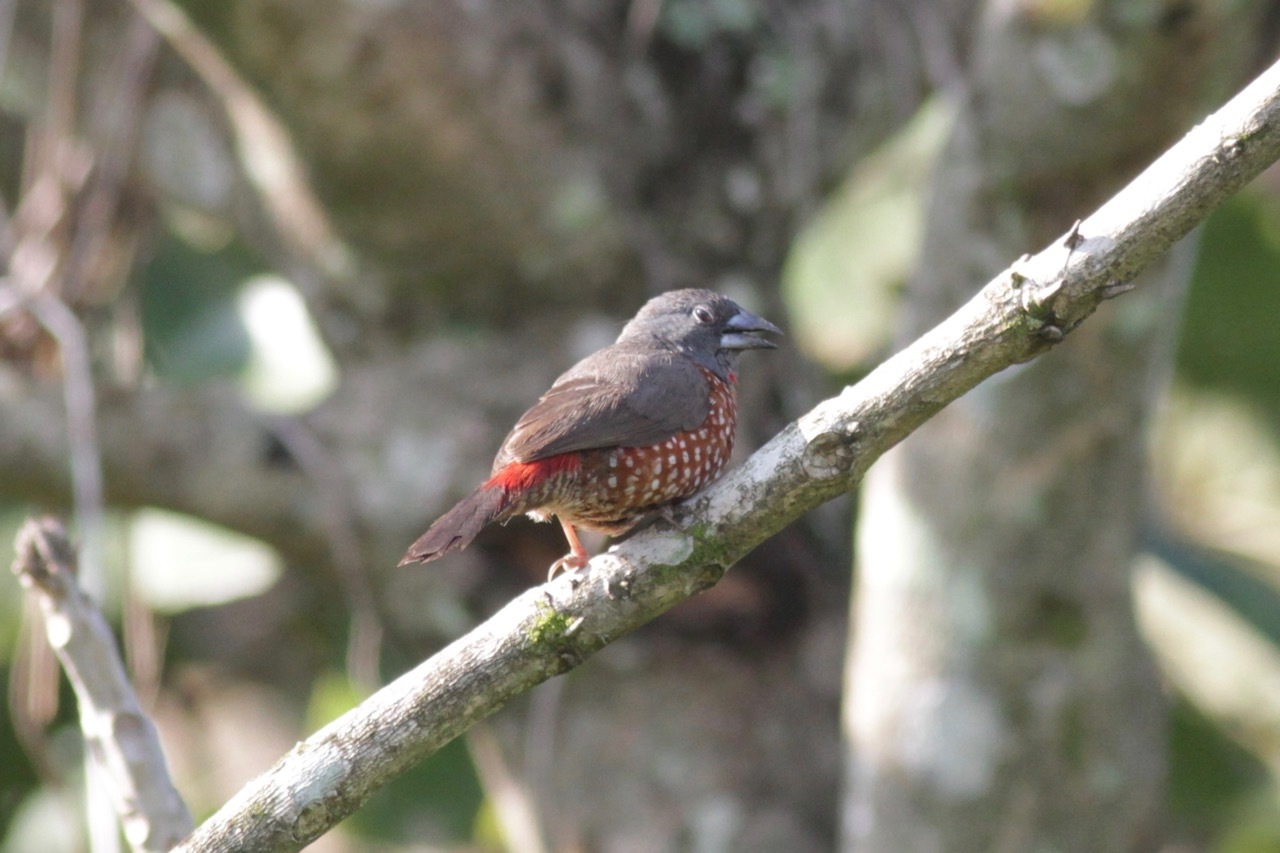 Brown Twinspot (Clytospiza monteiri)