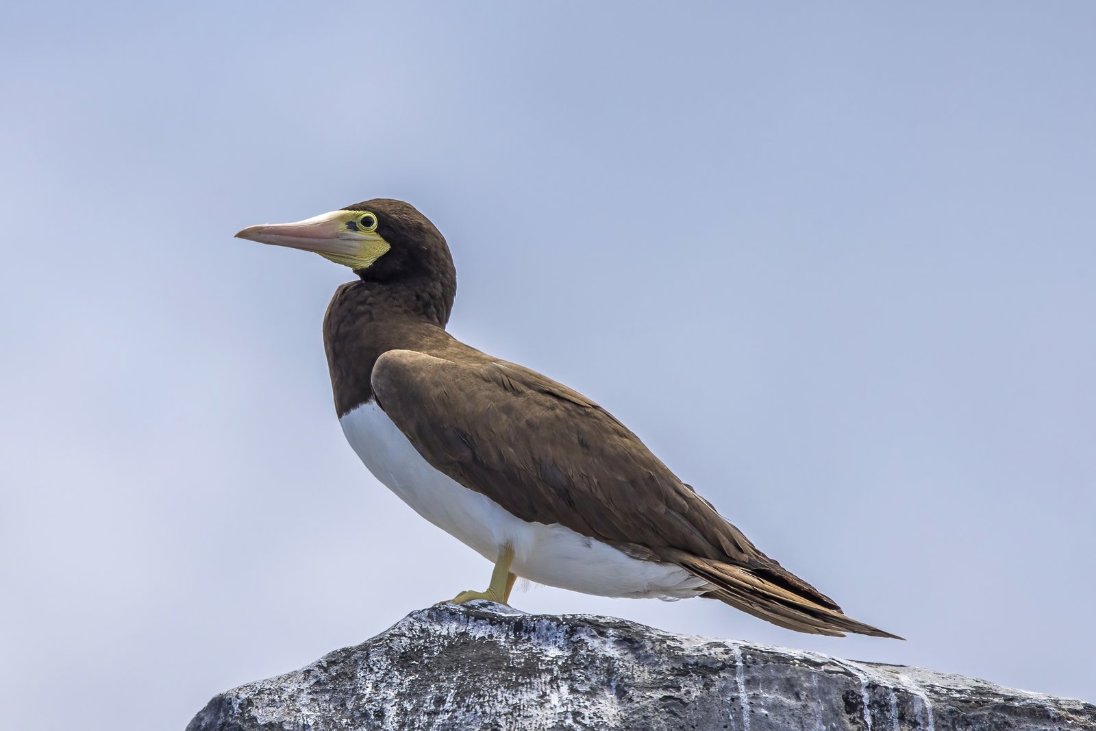 Brown Booby (Sula leucogaster)
