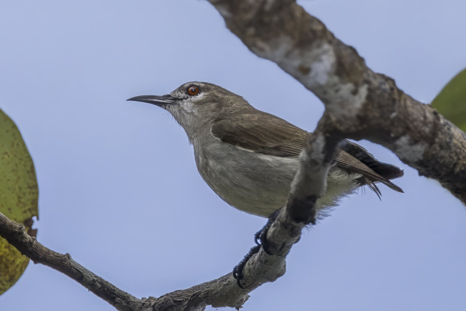Mangrove Sunbird (Anthreptes gabonicus)