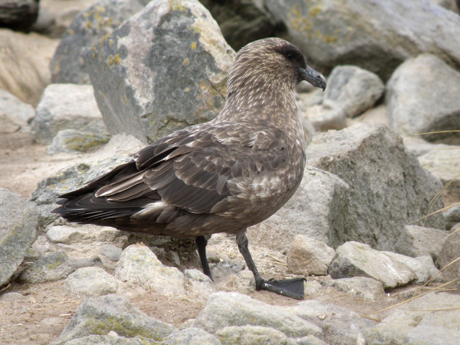 Brown Skua (Stercorarius antarcticus)