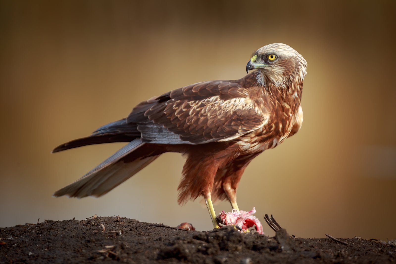 Western Marsh Harrier (Circus aeruginosus)