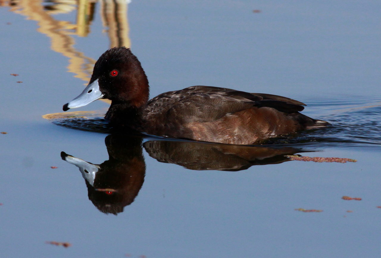 Southern Pochard (Netta erythrophthalma)
