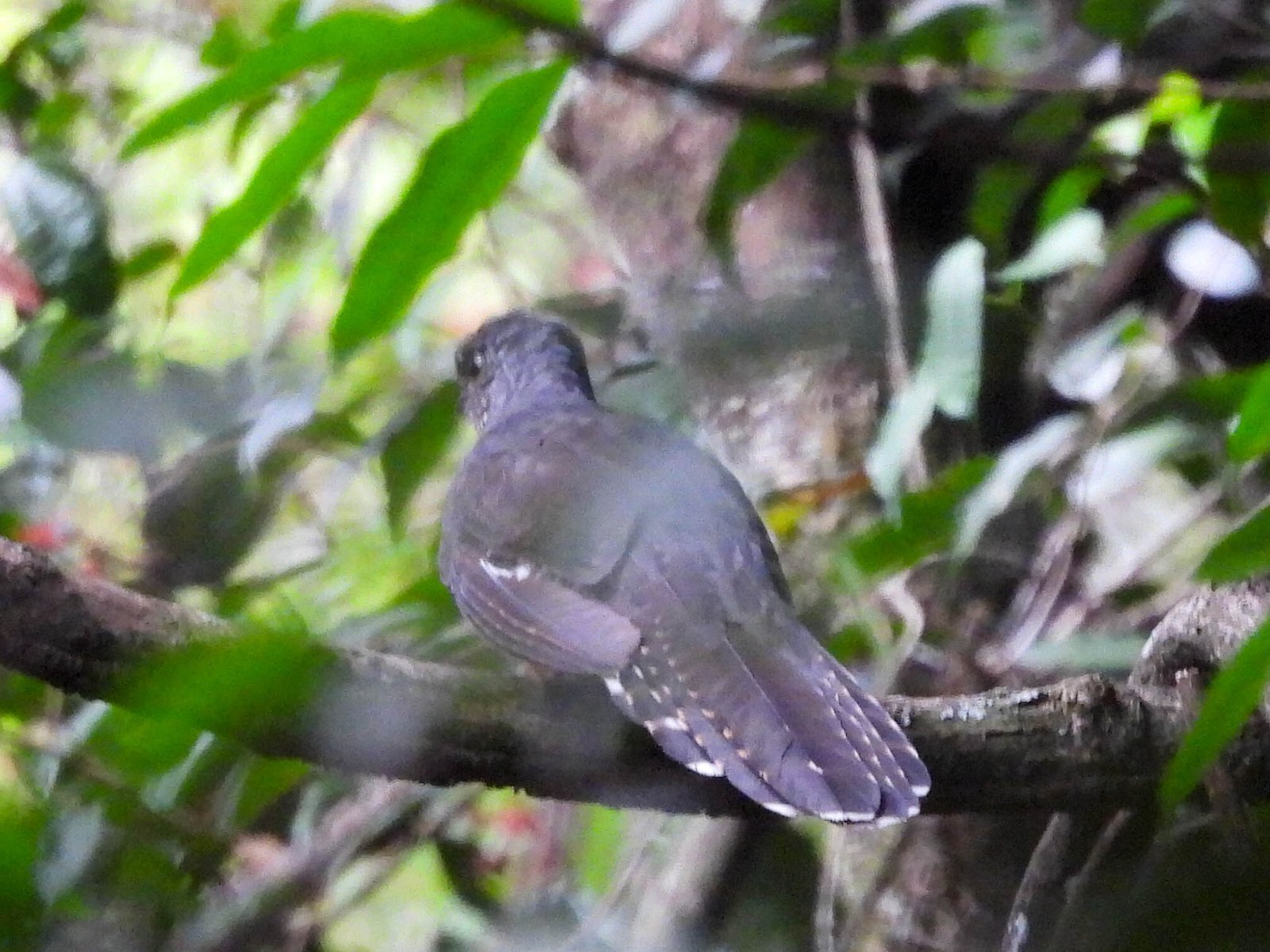 Olive Long-Tailed Cuckoo (Cercococcyx olivinus)