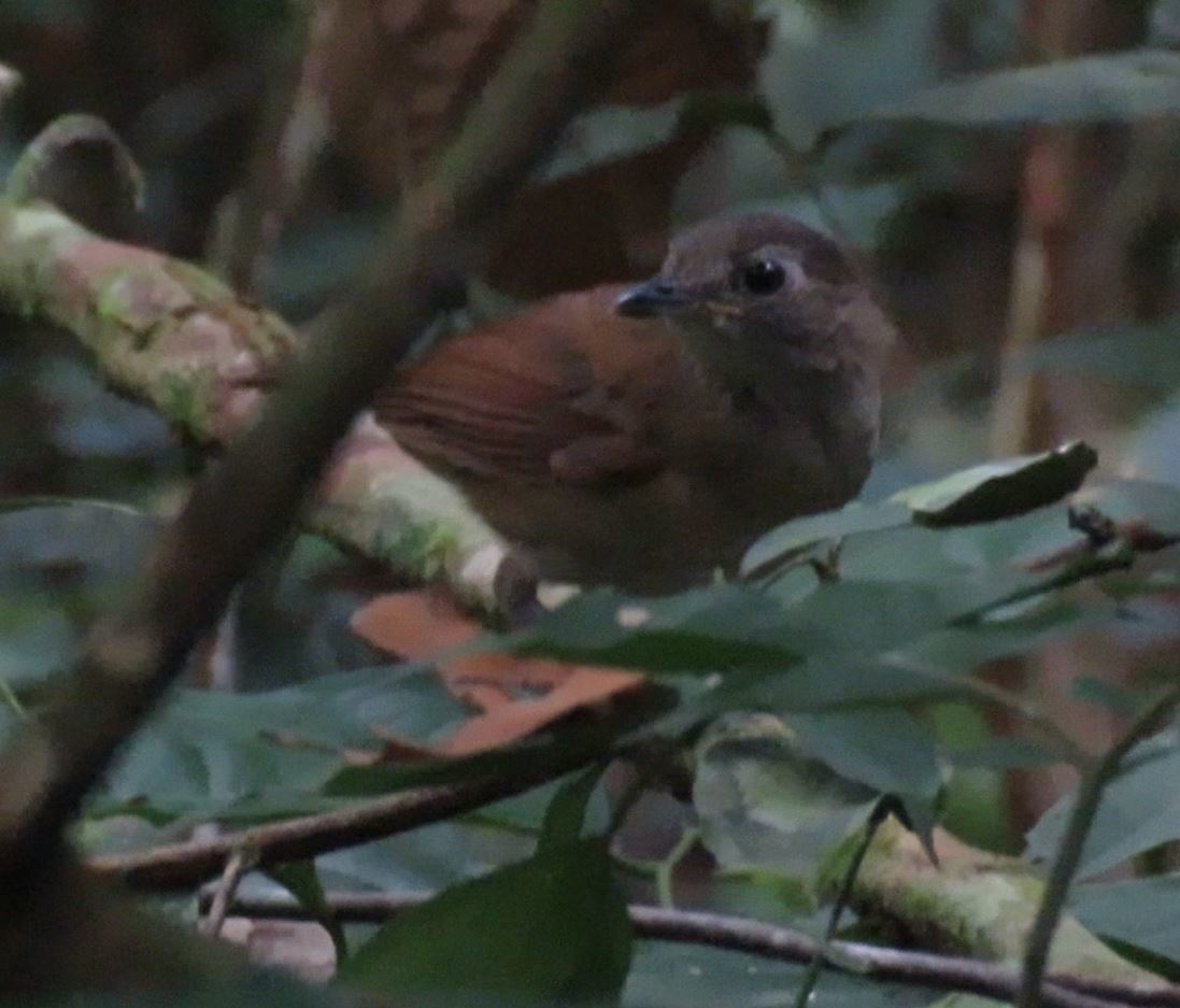 Brown Illadopsis (Illadopsis fulvescens)