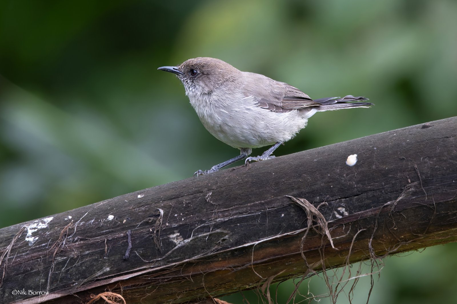 Brown Parisoma (Curruca lugens)