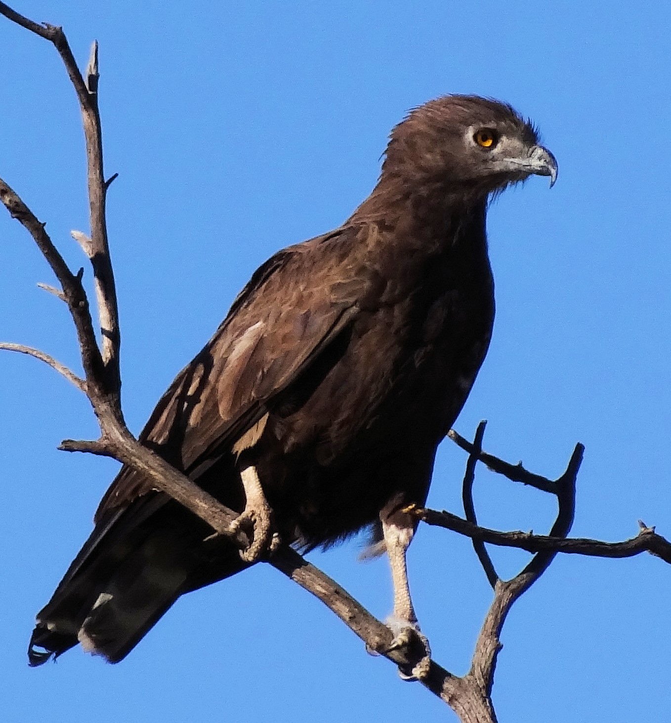 Brown Snake Eagle (Circaetus cinereus)
