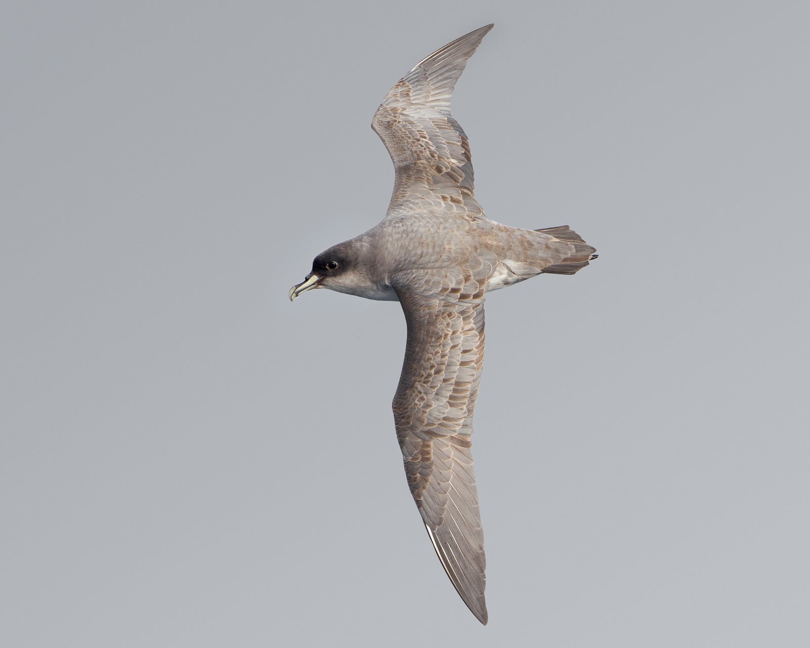 Grey Petrel (Procellaria cinerea)