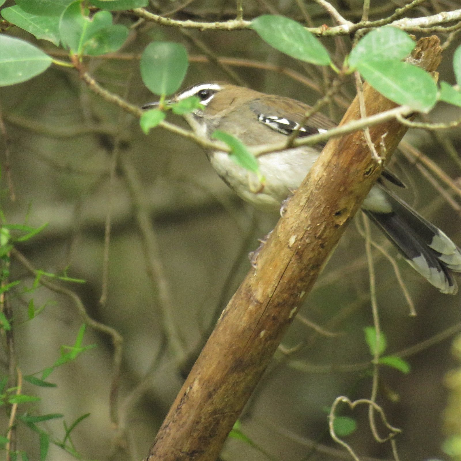 Brown Scrub Robin (Tychaedon signata)