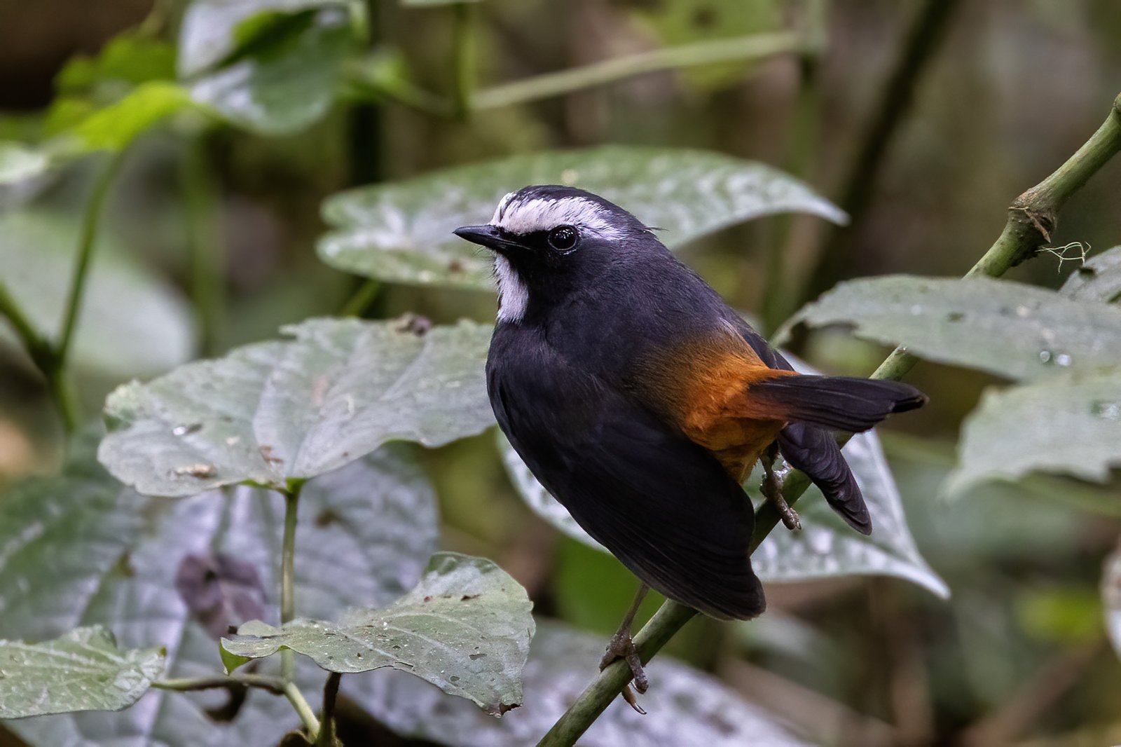 Olive-Flanked Ground Robin (Dessonornis anomalus)