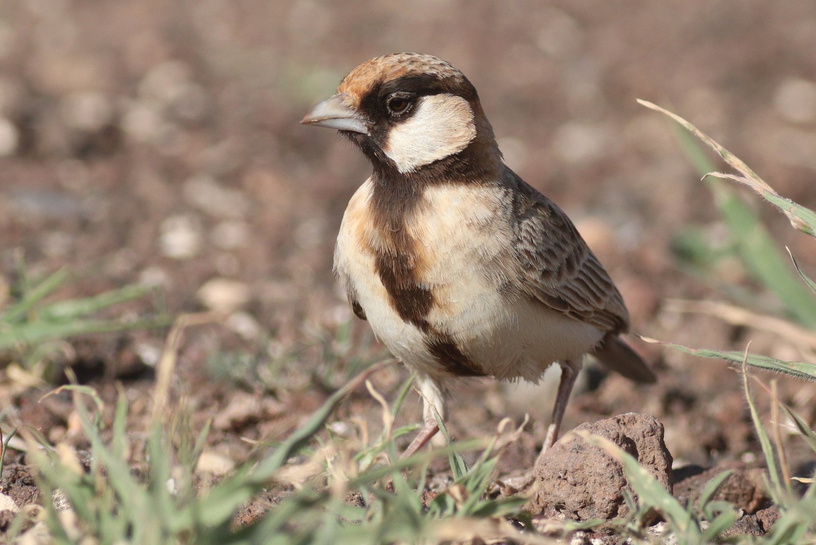 Fischer's Sparrow-Lark (Eremopterix leucopareia)