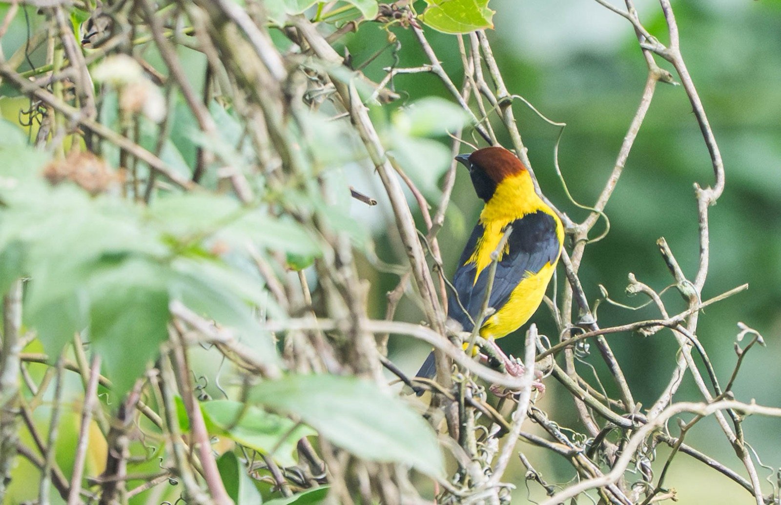 Brown-Capped Weaver (Ploceus insignis)