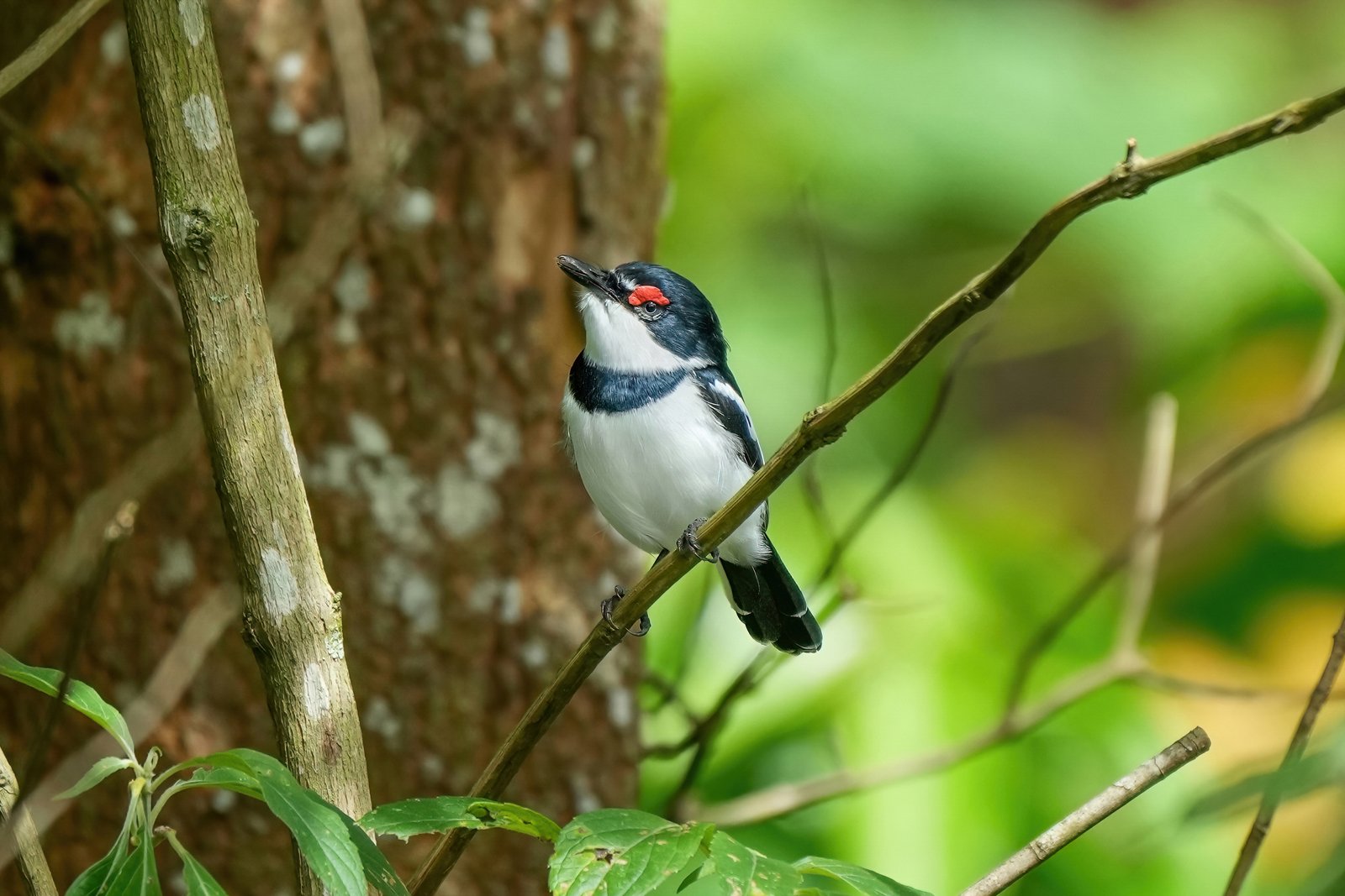Brown-Throated Wattle-Eye (Platysteira cyanea)