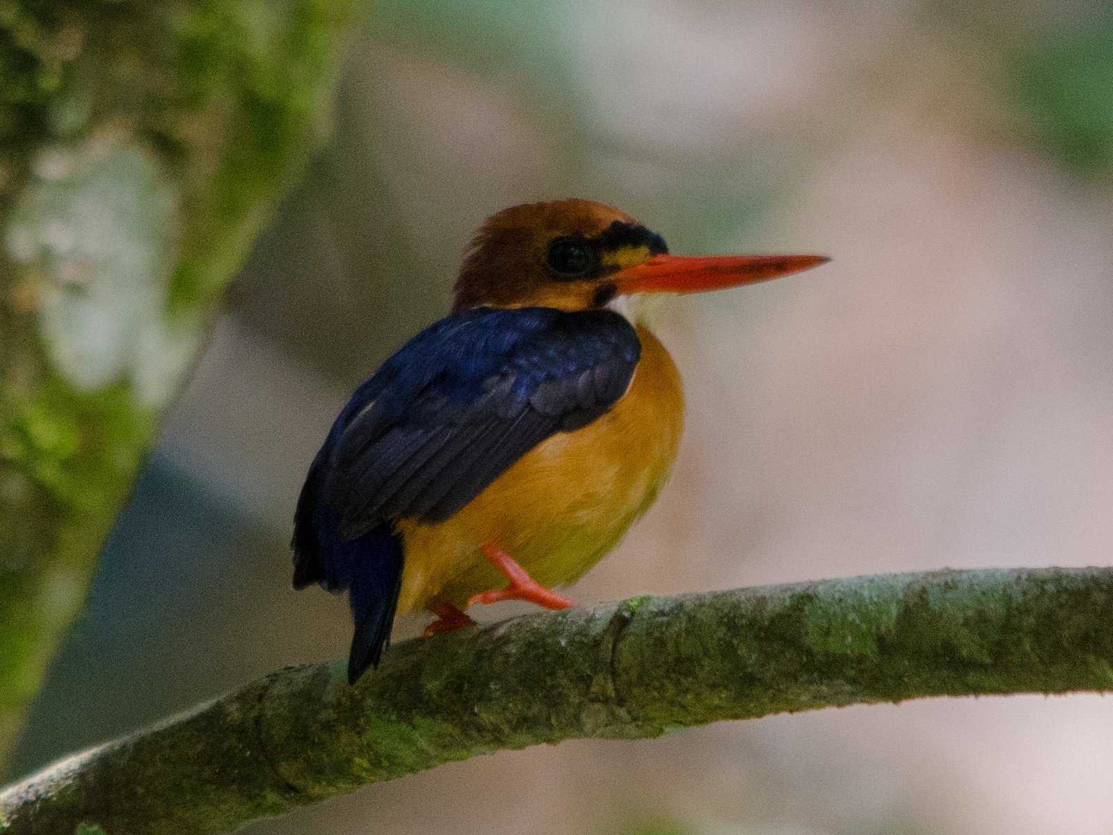 African Dwarf Kingfisher (Ispidina lecontei)