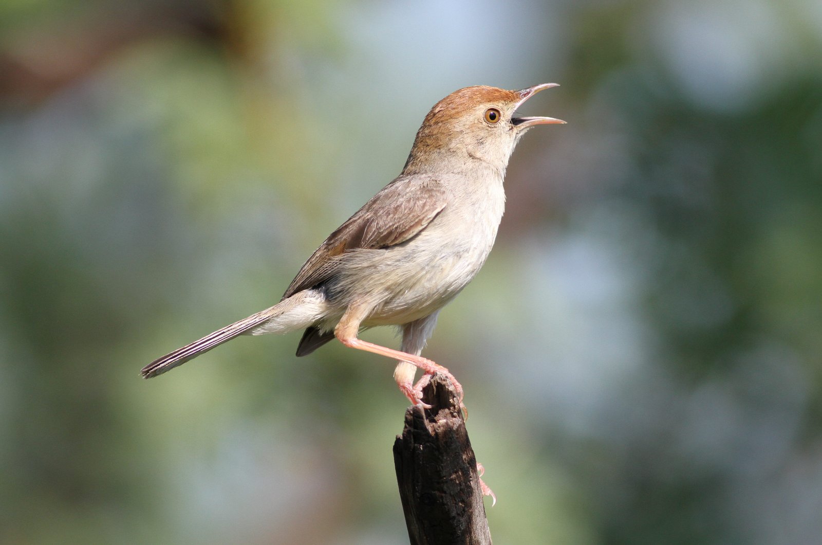 Neddicky (Cisticola fulvicapilla)