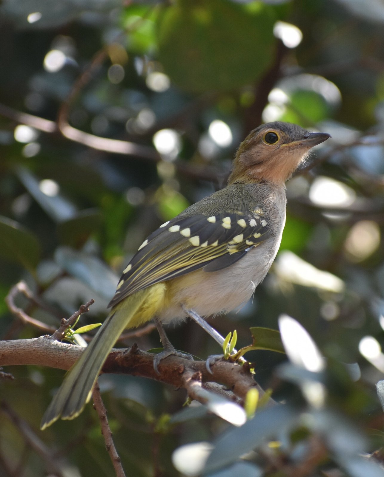 Eastern Nicator (Nicator gularis)