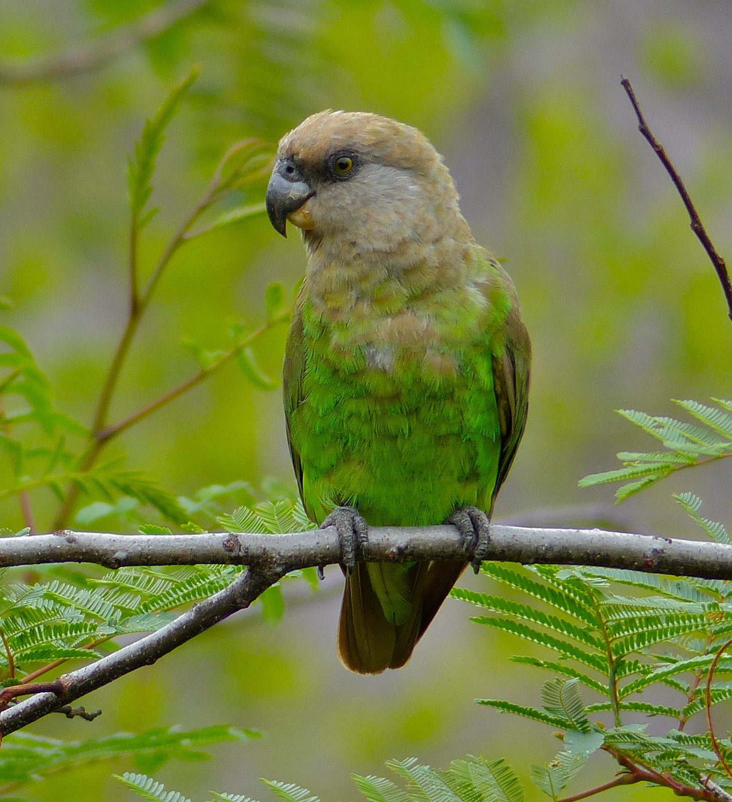 Brown-Headed Parrot (Poicephalus cryptoxanthus)