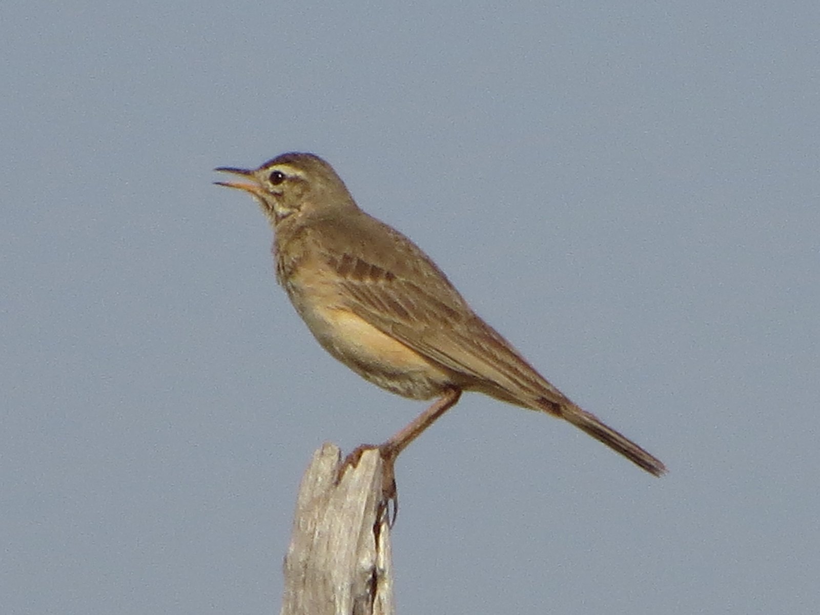Plain-Backed Pipit (Anthus leucophrys)