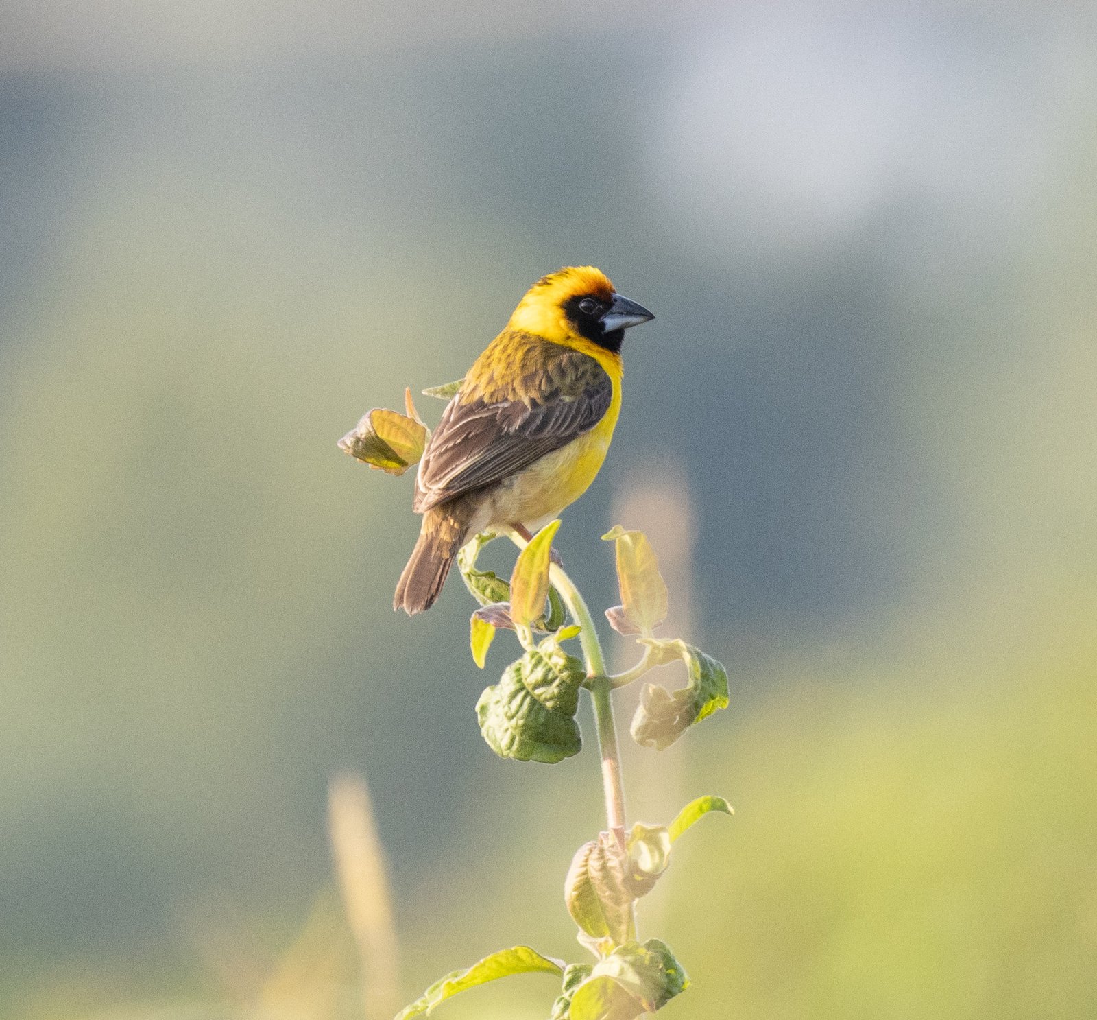 Compact Weaver (Pachyphantes superciliosus)