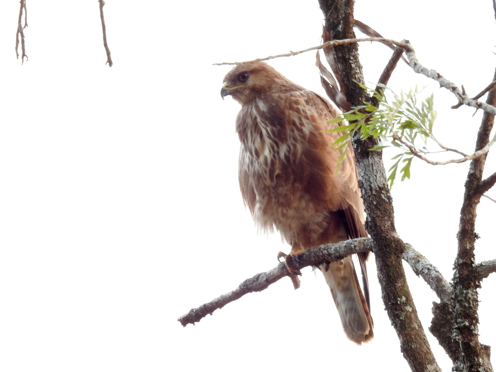 Common Buzzard (Buteo buteo)