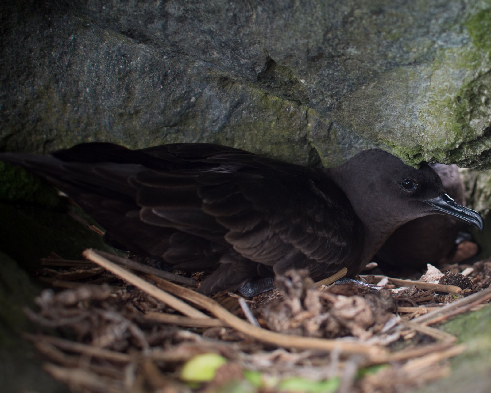 Bulwer's Petrel (Bulweria bulwerii)