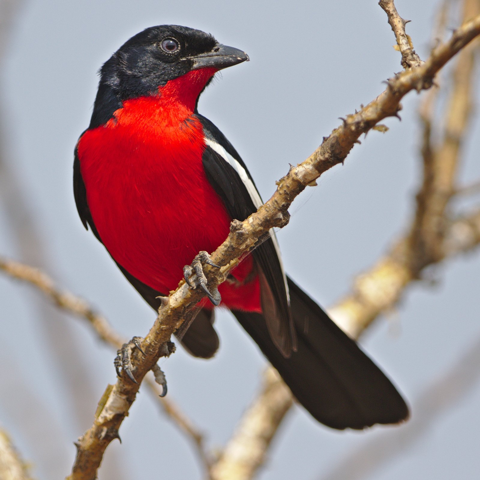 Crimson-Breasted Shrike (Laniarius atrococcineus)